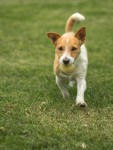 Roco y su pelota