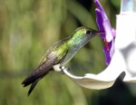 Colibri