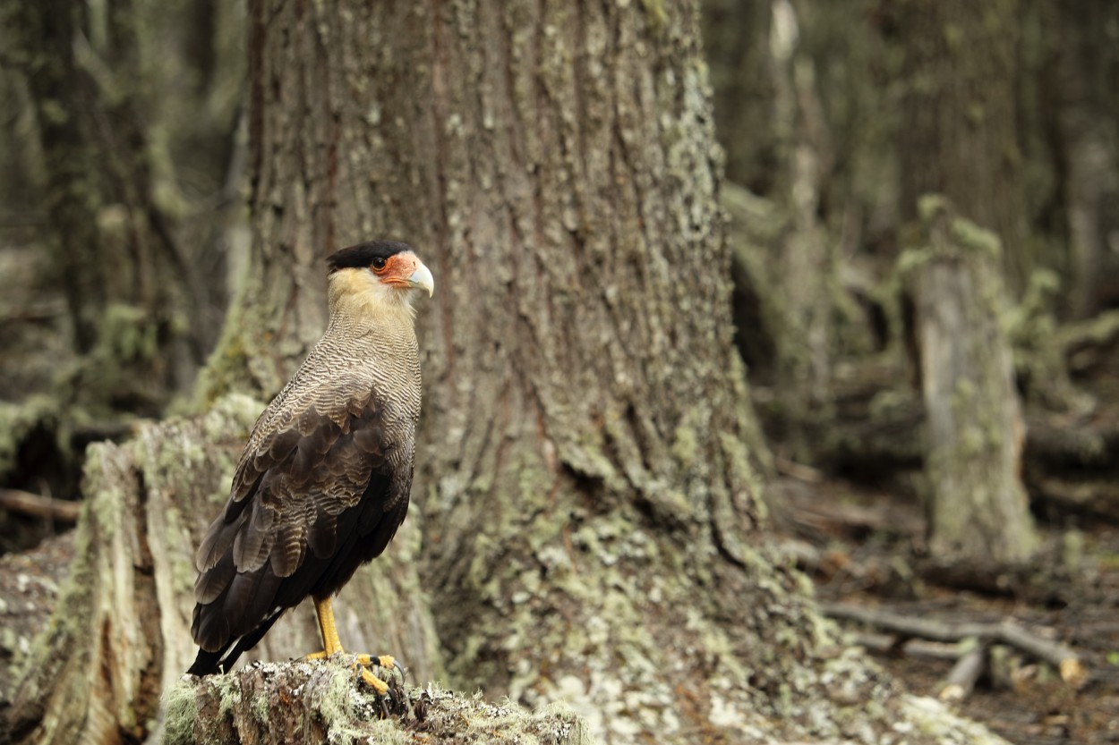 Libre en el bosque