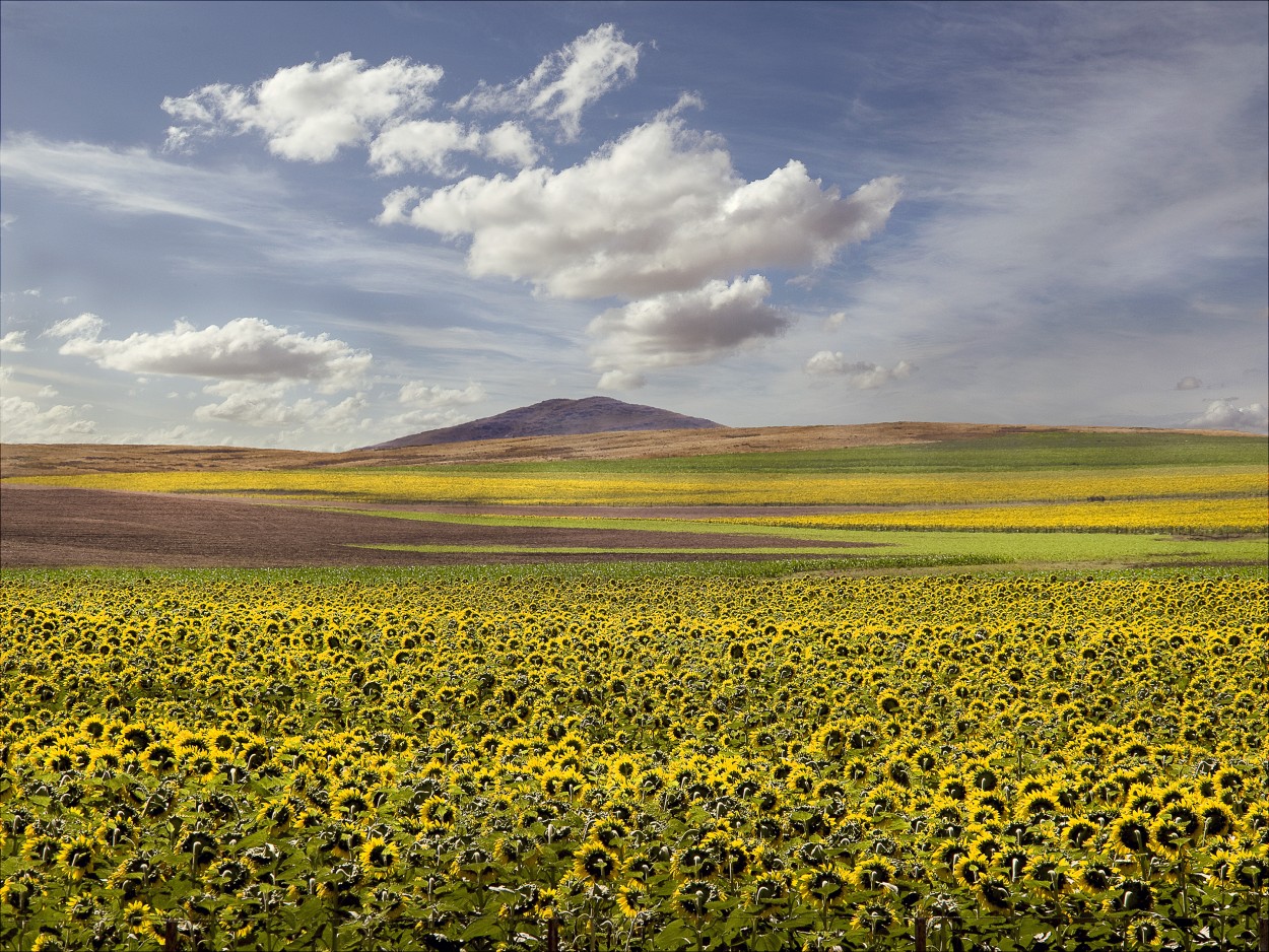 Girasoles y Sierra