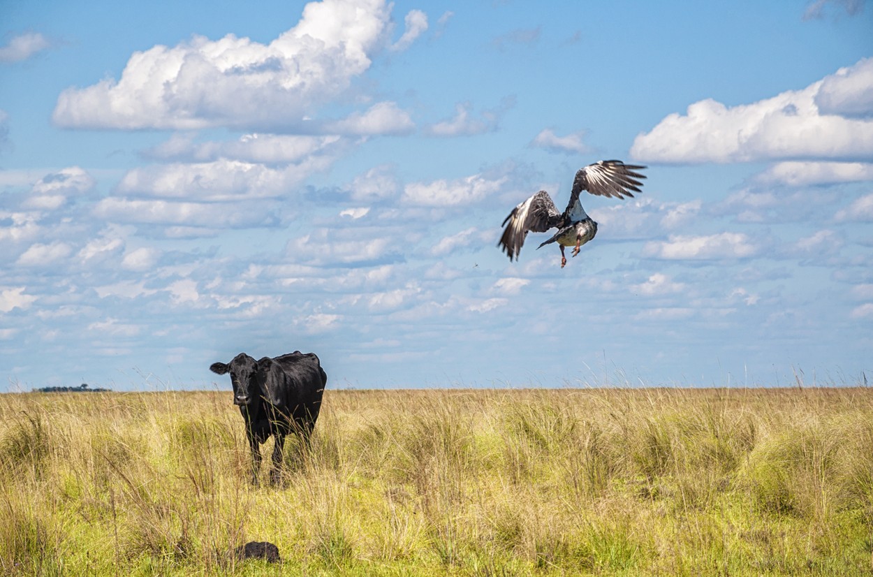 Volando Esteros