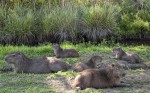 Siesta en familia