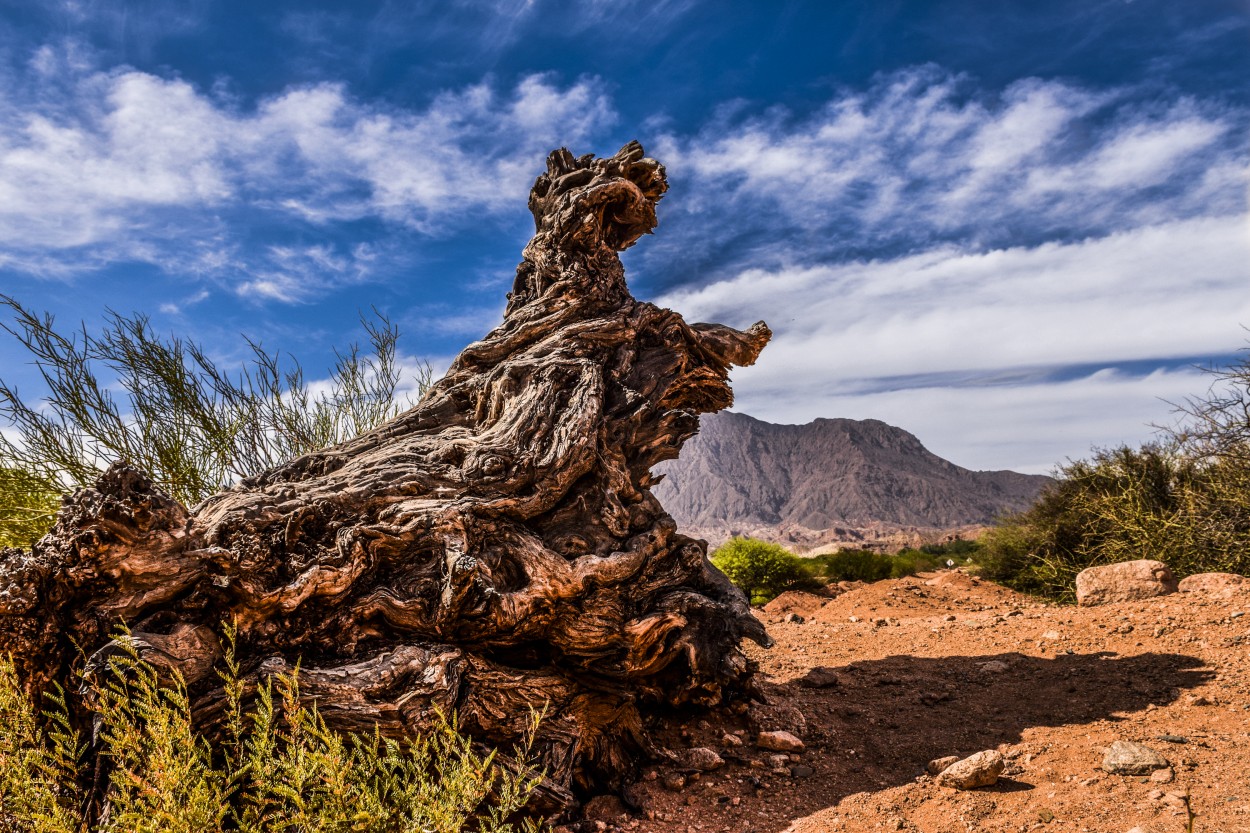 El tronco-Cafayate-Quebrada de las Conchas