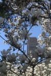 Ciudad en Flor