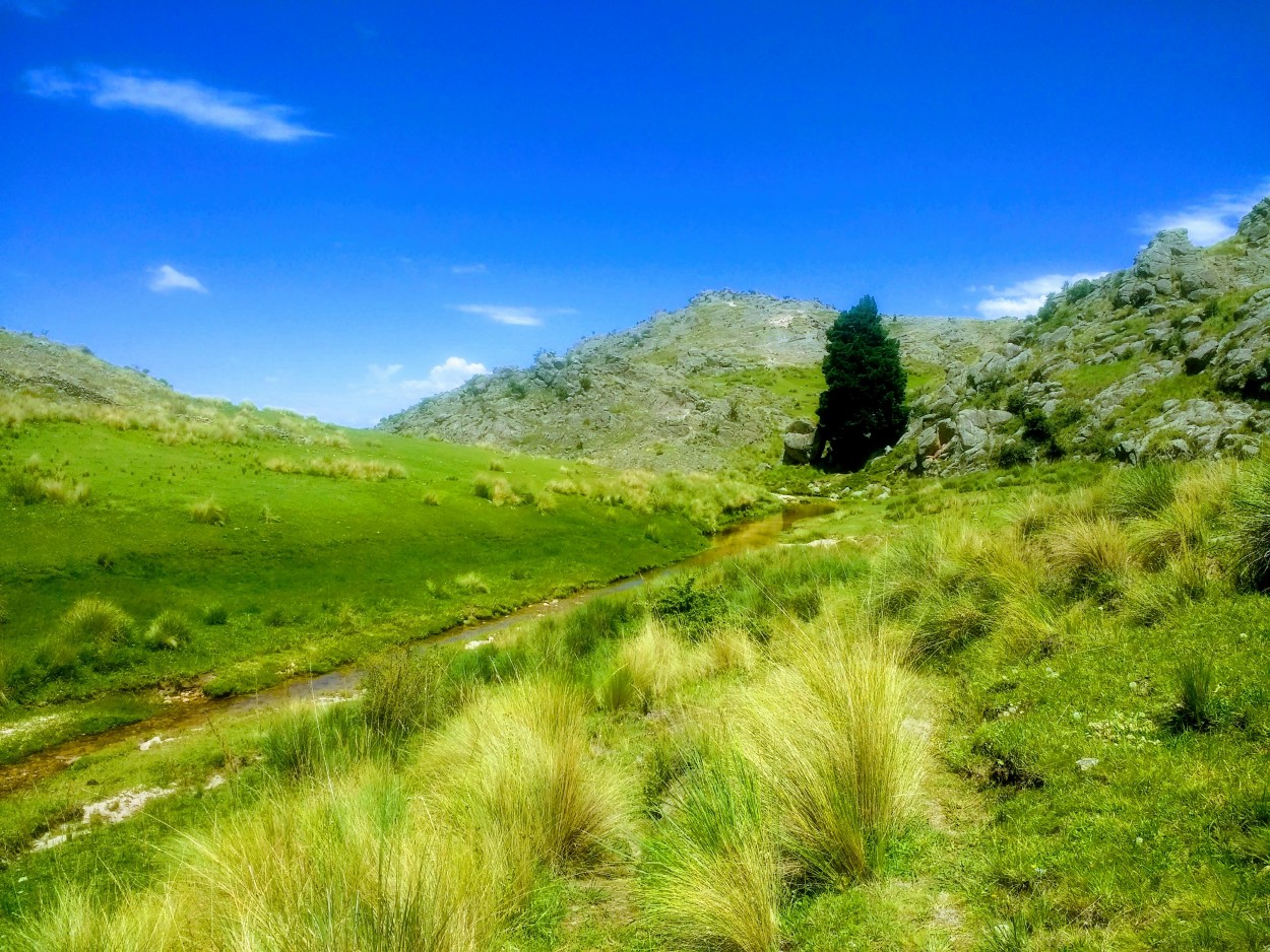 El pino y el valle de abedul