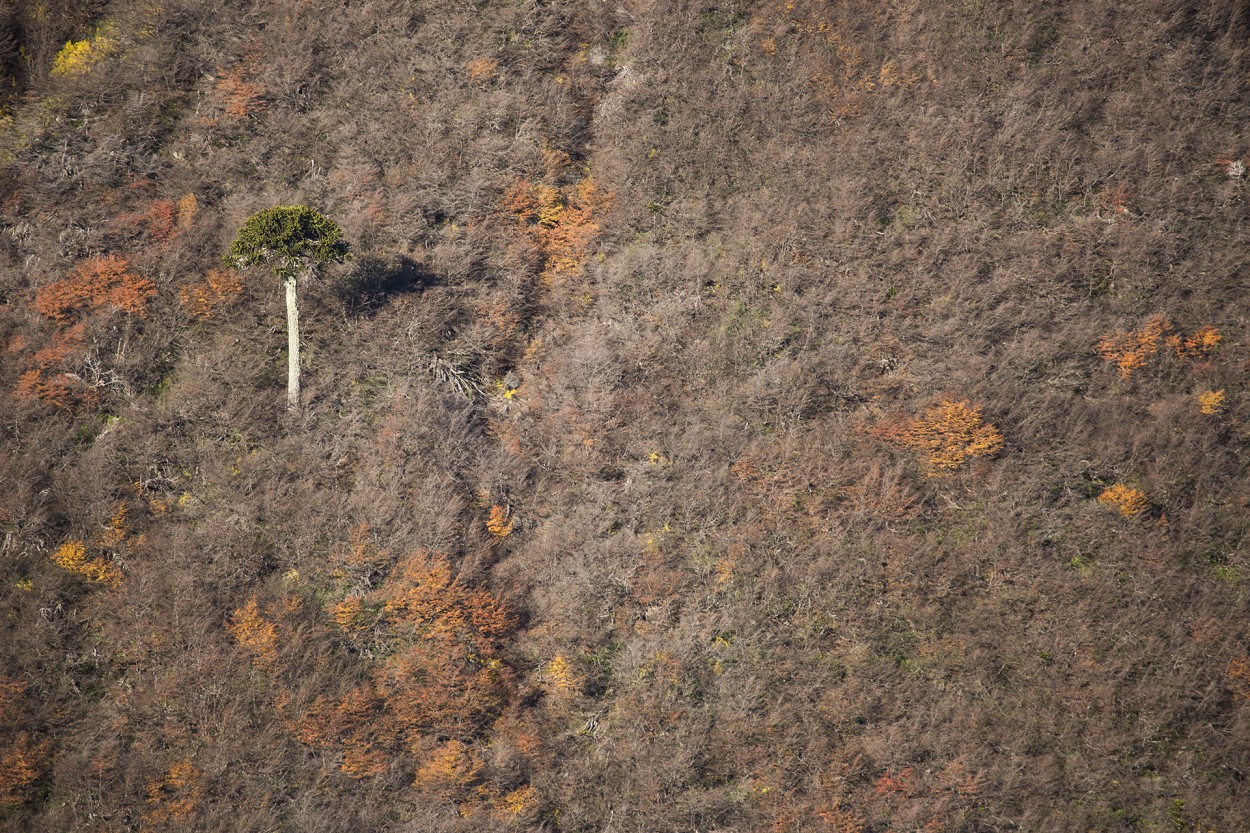 Araucaria Solitaria