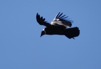 condor volar