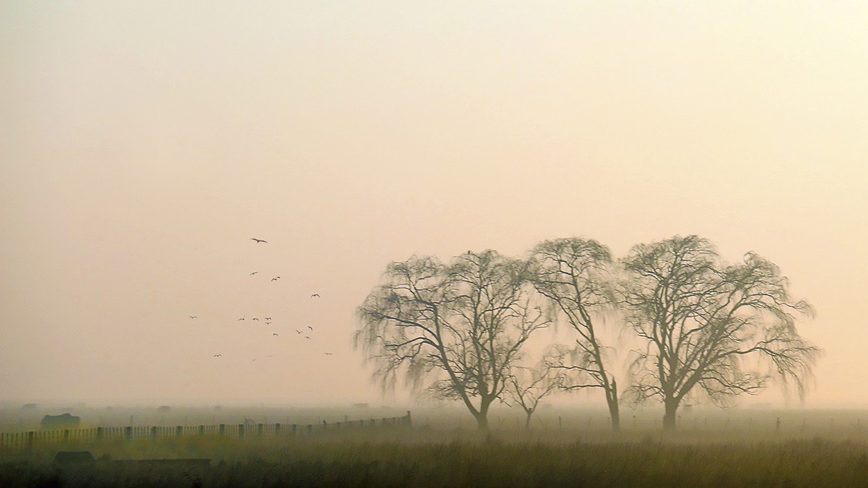 Amanecer con niebla