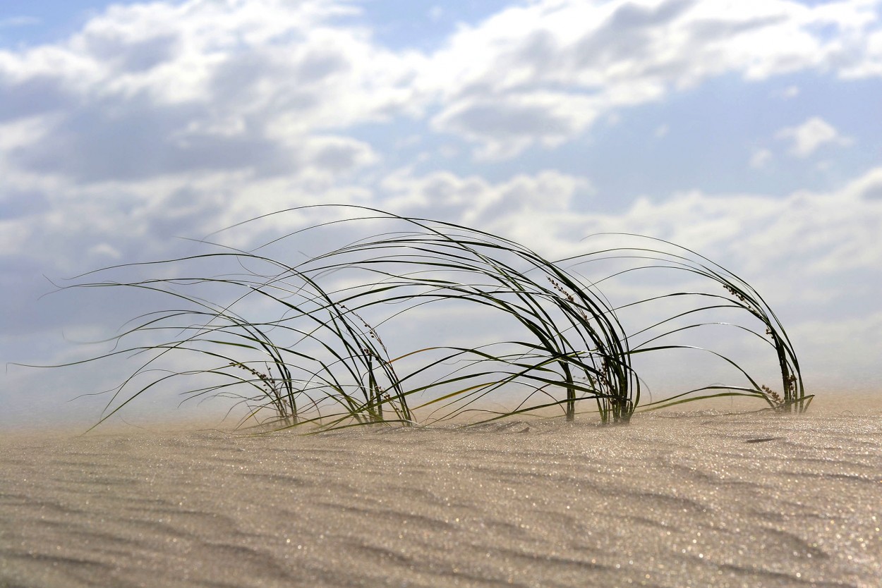 el viento los acompaa