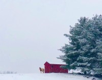 Horse in the snow