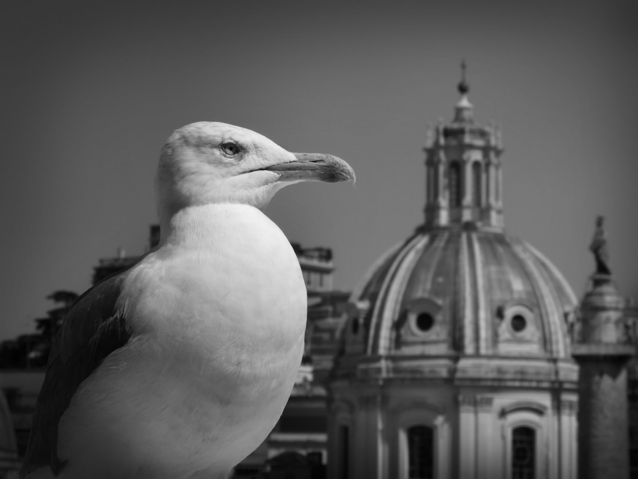 Gaviota Romana