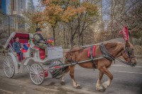 Tarde de Otoo por el Parque. Central Park. NYC