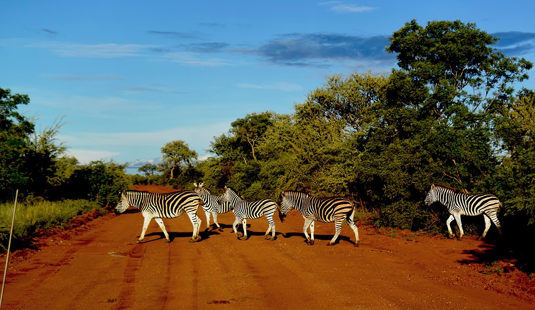 Sud Africa-La Reserva