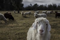 Retrato de un carnero con sus amigas ovejas