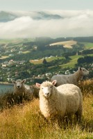 Ovejas por las nubes, Nueva Zelanda