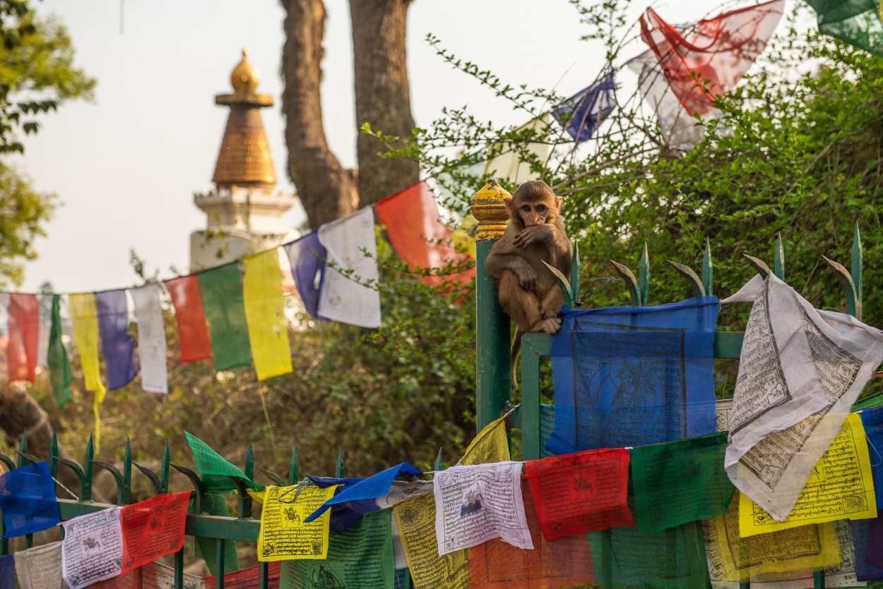 Monkey forest, Nepal