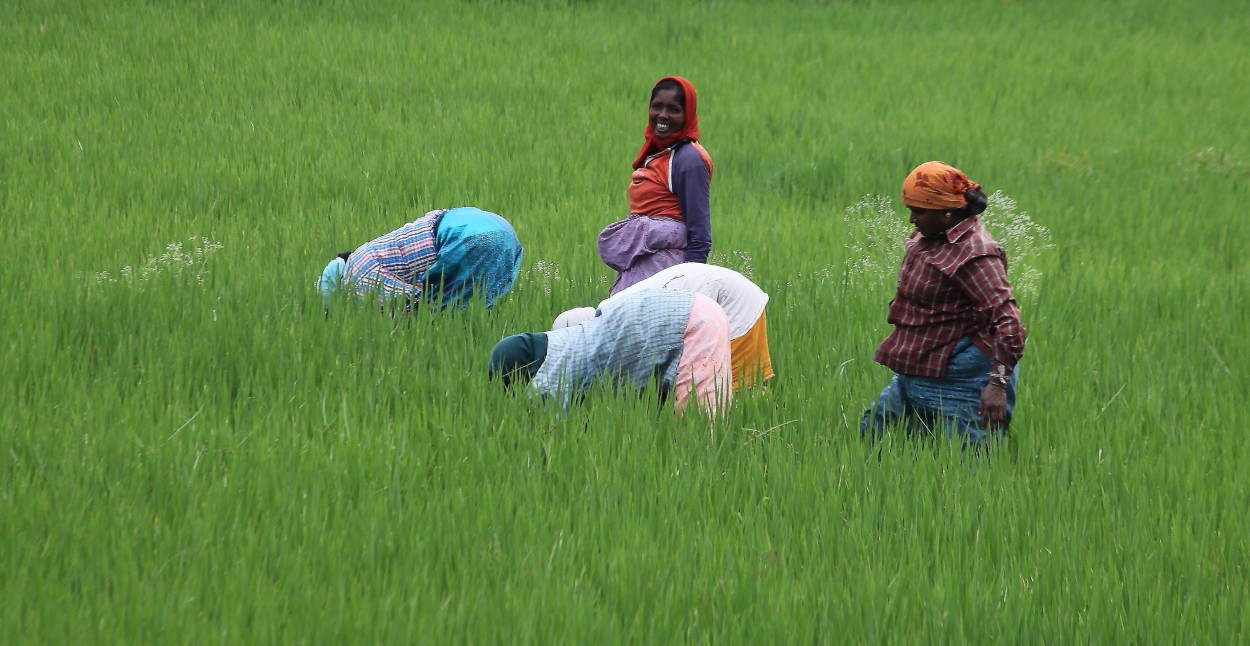 Cultivadoras de arroz.