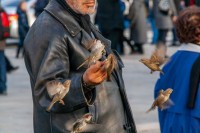 Old man y the birds in move