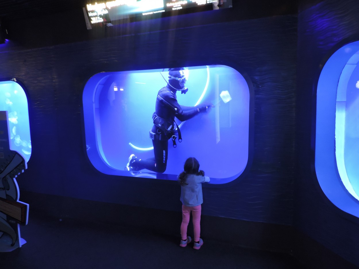 Curiosidad infantil en el acuario