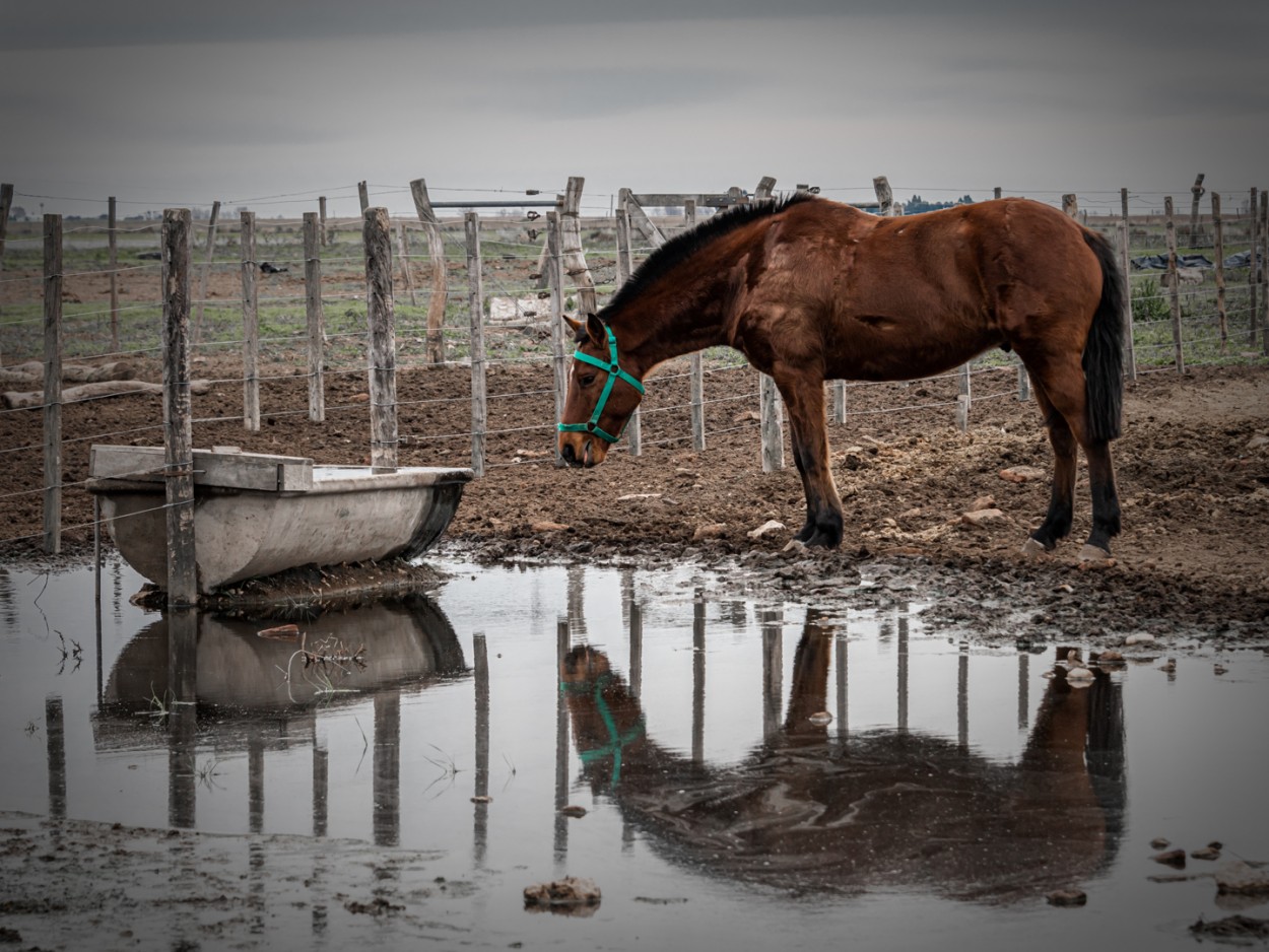 Reflejo