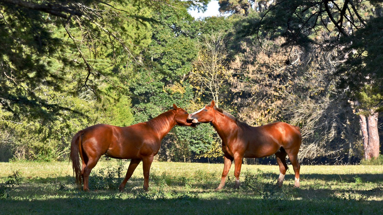 Libres