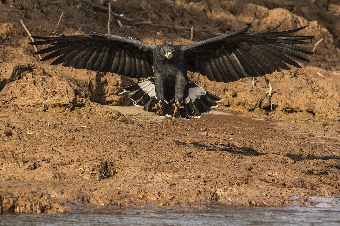 el aguila