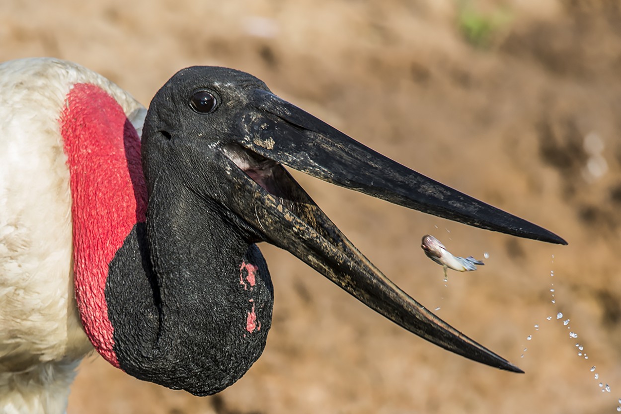 jabiru