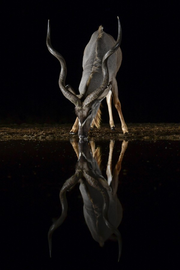 Kudu