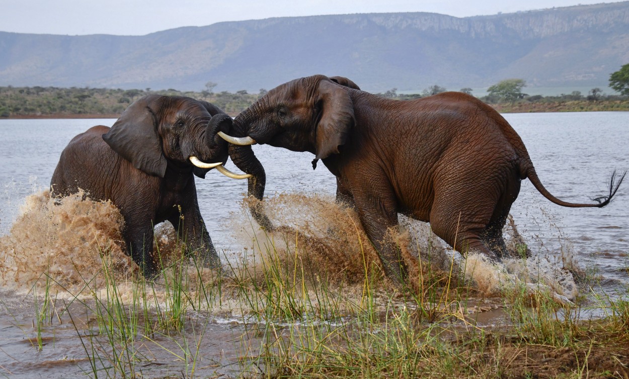 Elefante Africano