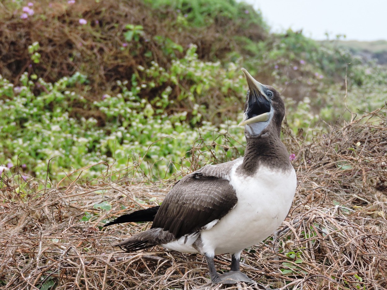 Piquero de Isla de La Plata