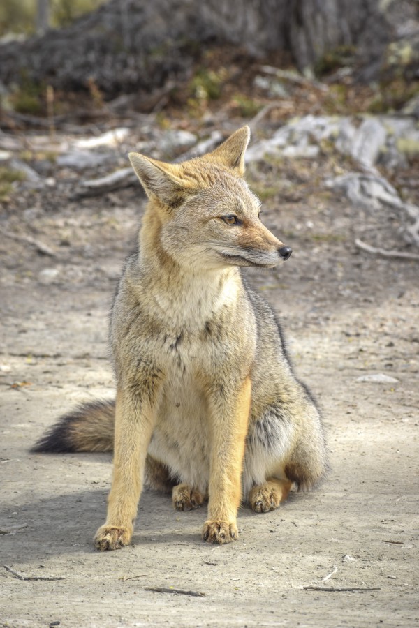 Zorrito