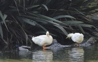 PATOS