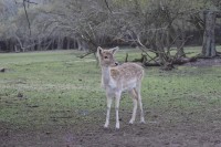 Bambi asustado