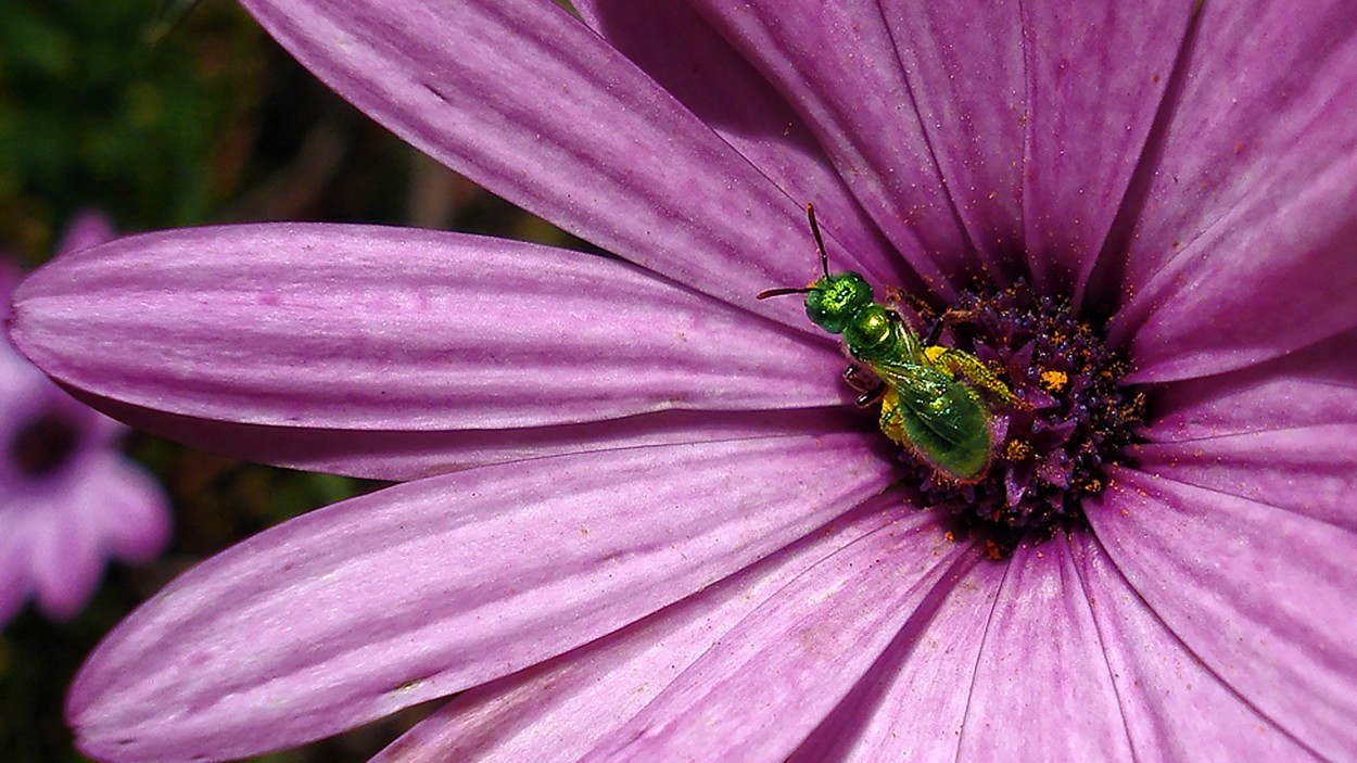 Intruso verde