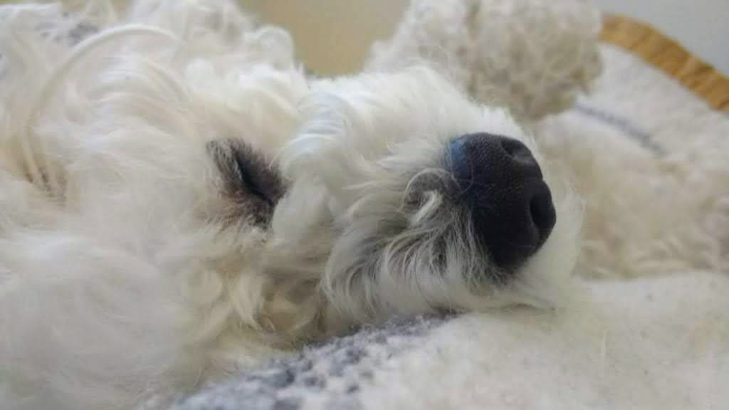 La siesta de Anita