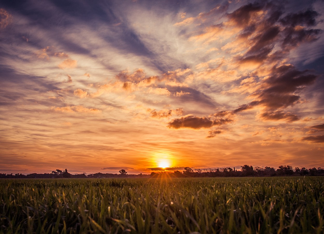 Atardecer en brotes de maiz