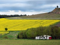 CAMPO AMARILLO