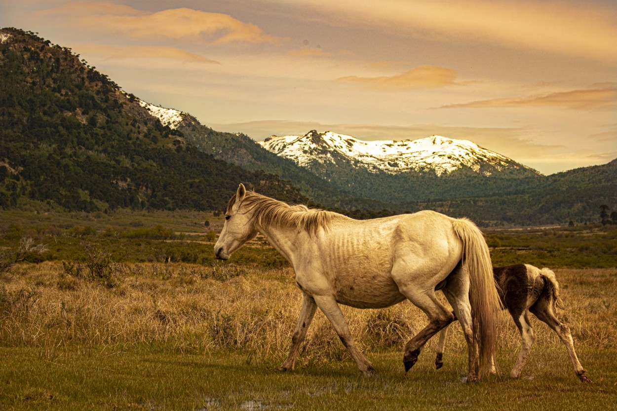 Caballos salvajes