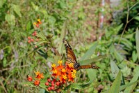 Mariposa en campo floral