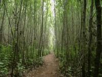 sendero luminoso