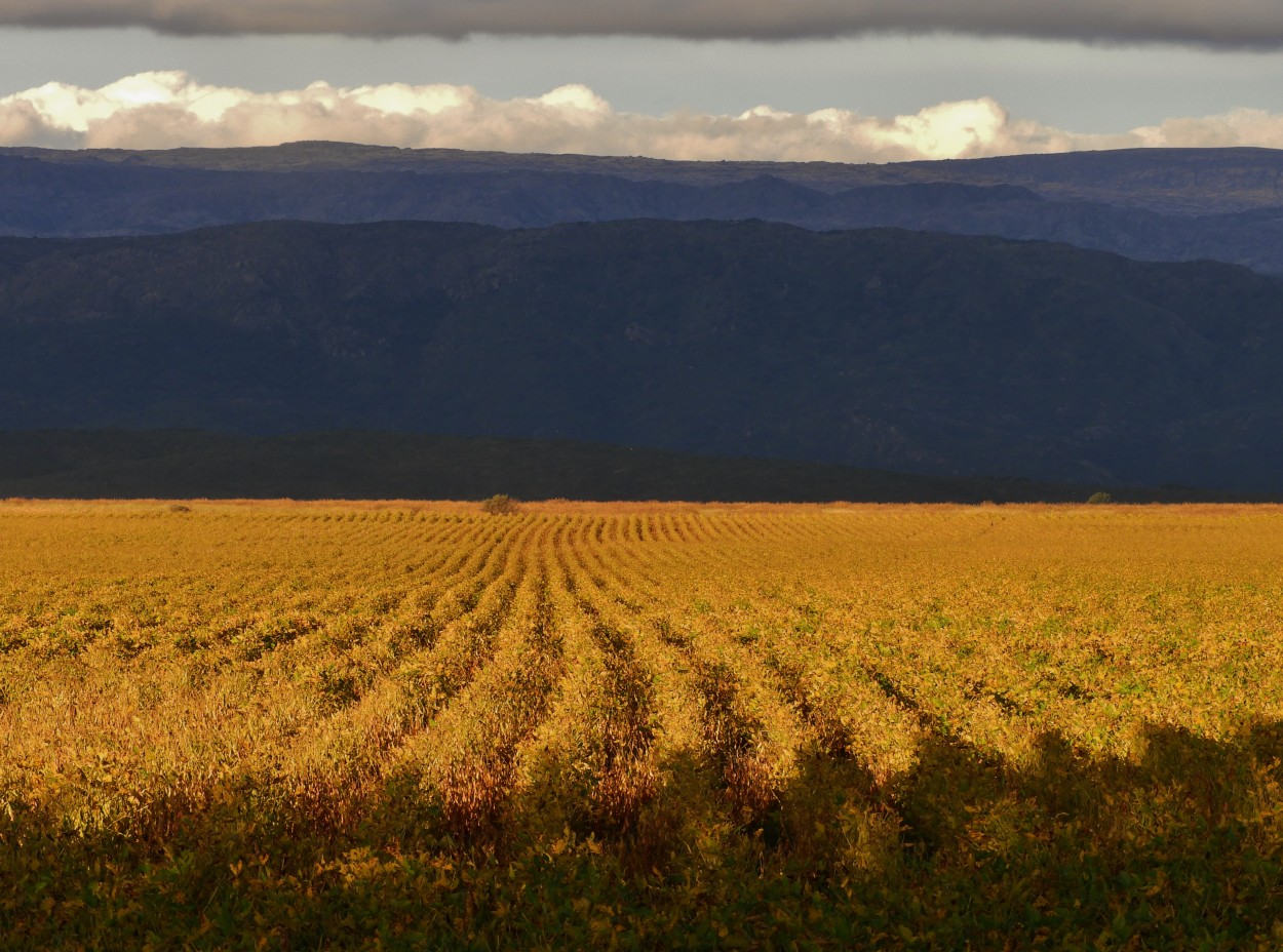 CAMPO