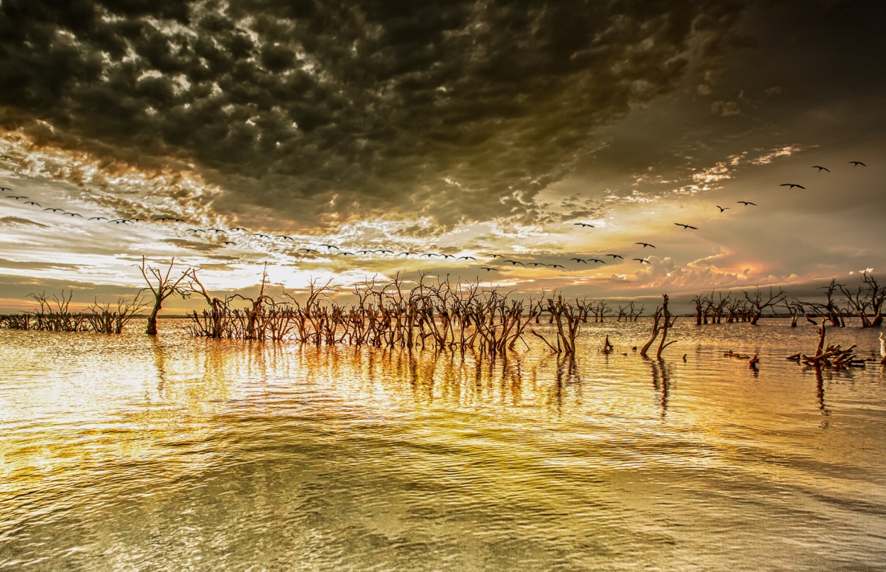 Aves en el ocaso