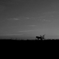 Caballo Mirando al Sudeste