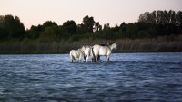 Caballos Salvajes