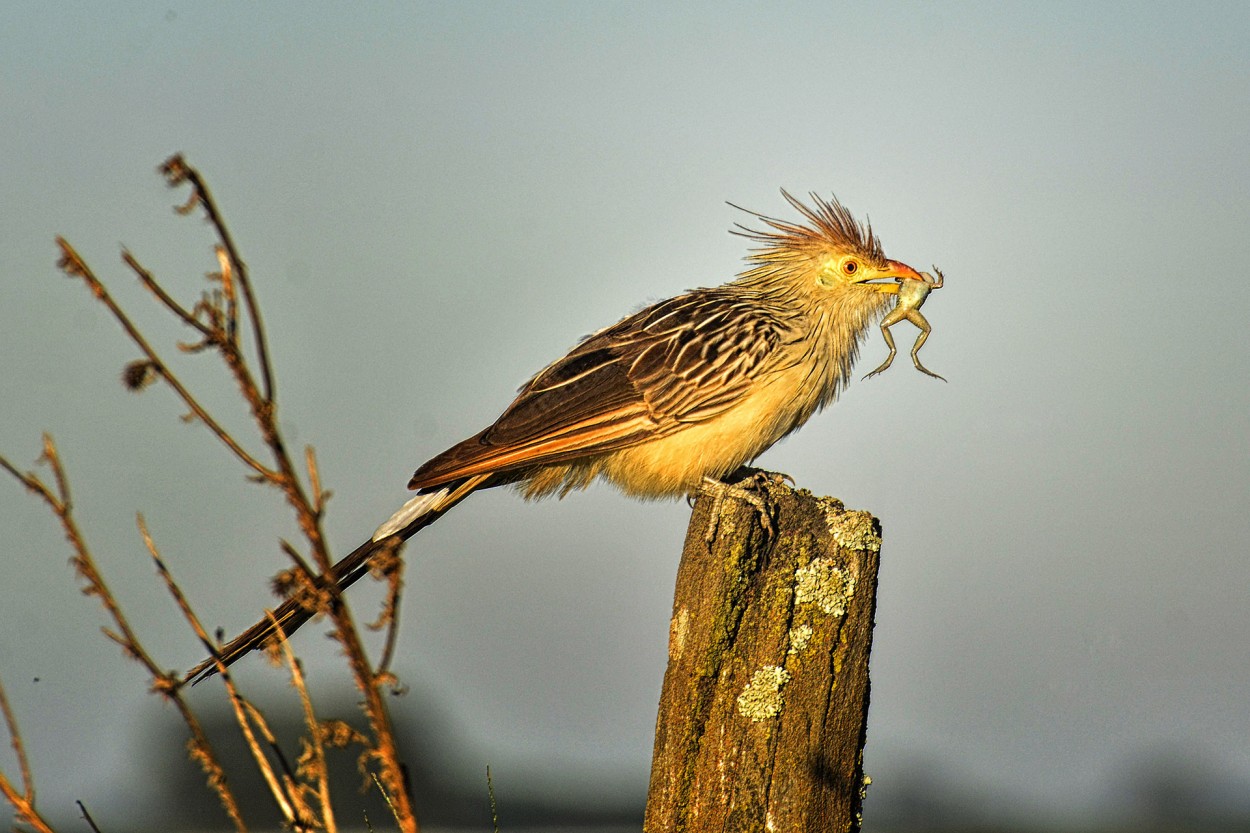 la presa