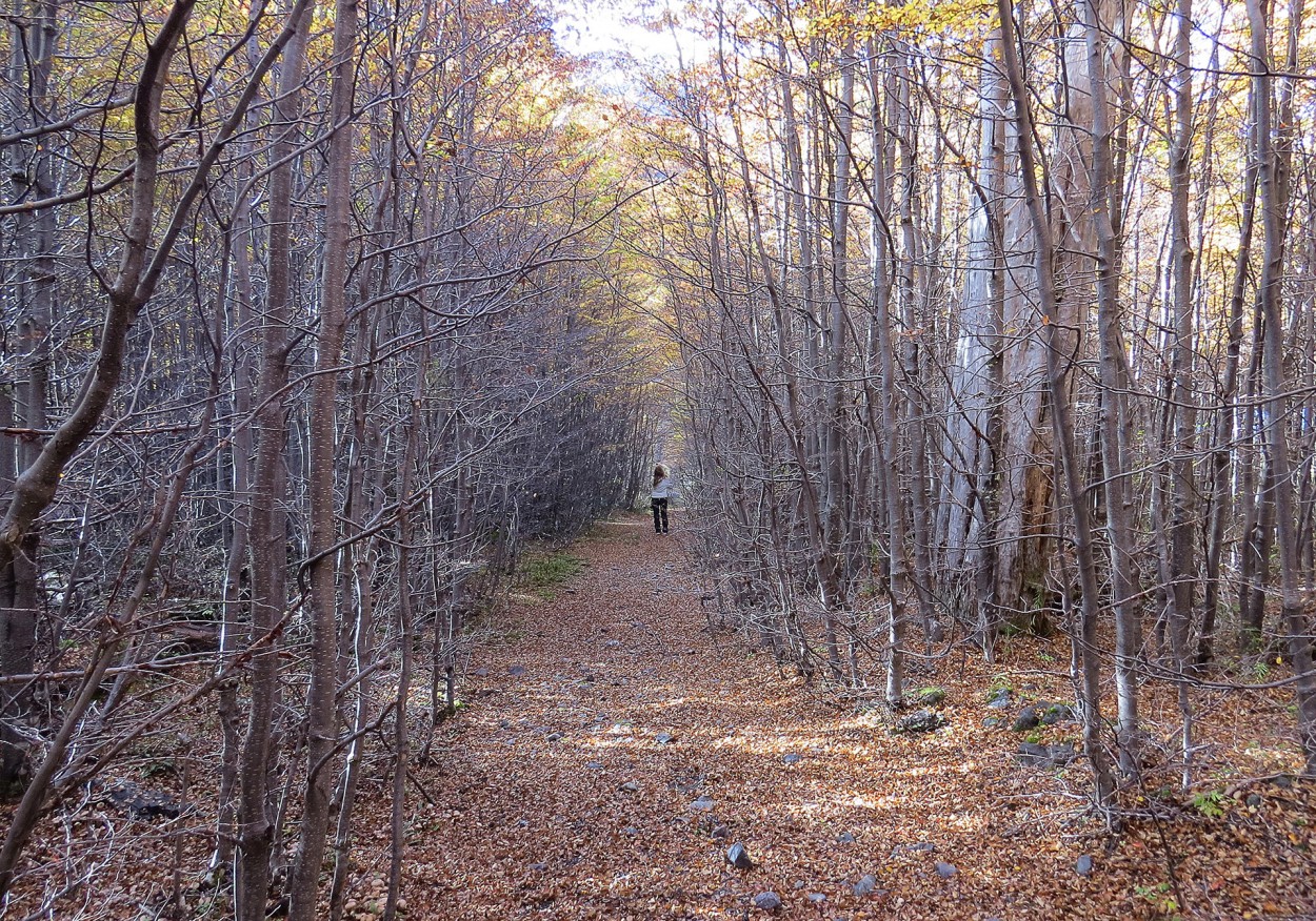 En el Bosque