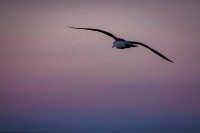 `Volar al atardecer`