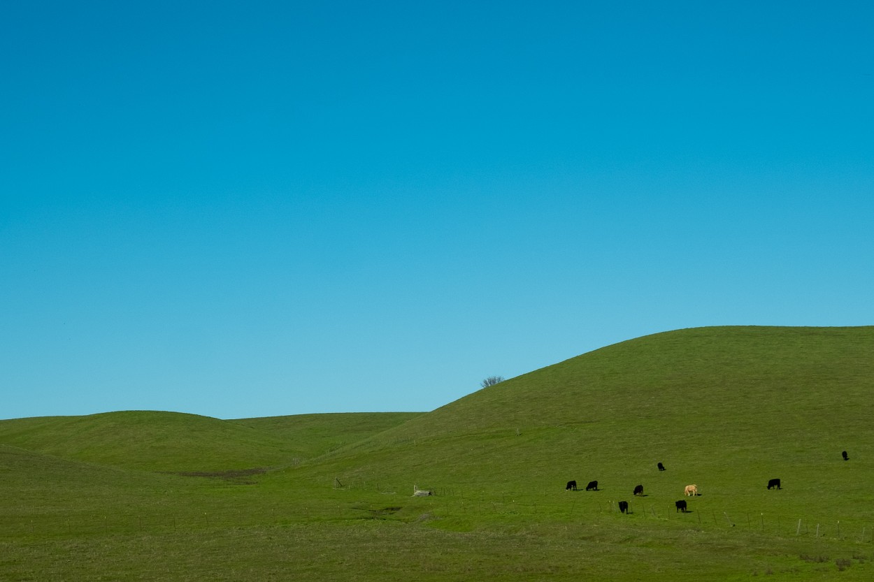 Campos de California