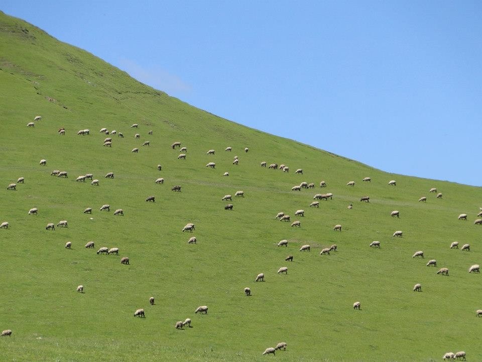 Salpicon de ovejas