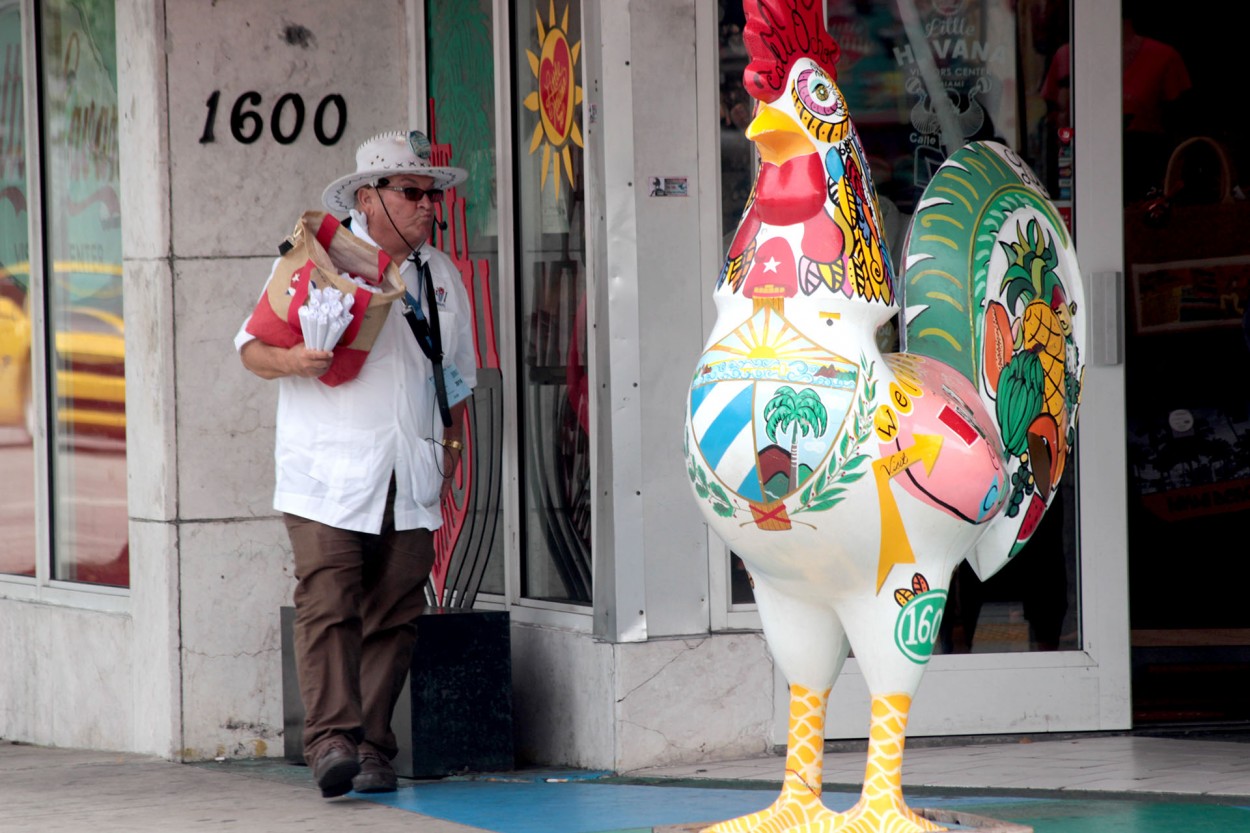 El gallo de Miami